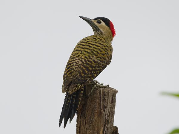 Groenbandgrondspecht (Colaptes melanochloros)